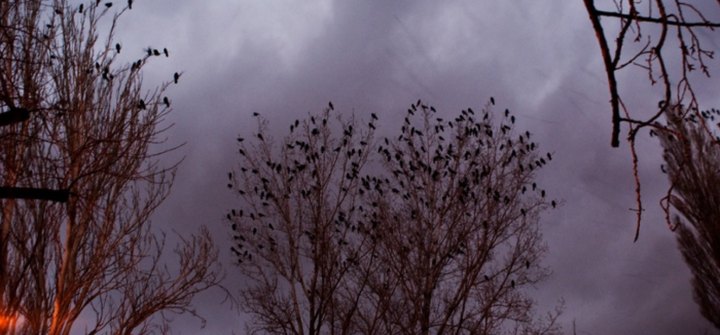 Up To 10,000 Crows Invade The City Of Bluefield In West Virginia Every Winter And It's A Sight To Be Seen