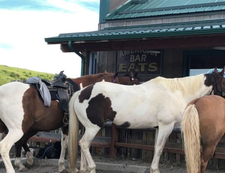 Drink With A Two-Headed Calf At American Bar In Montana