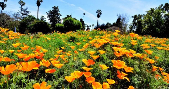 Springtime Is In Bloom At These 8 Destinations In Southern California That Are Positively Glorious