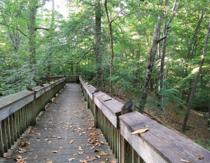 Tree Top Trail Is A Boardwalk Hike In Mississippi That Leads To A Secret Scenic View
