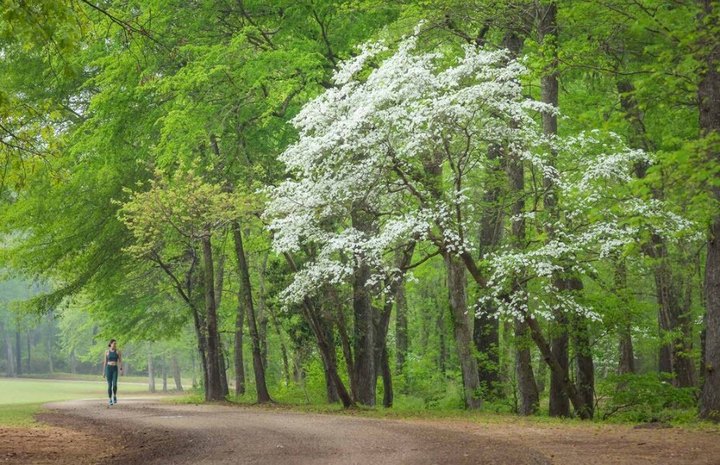 The Dogwood Trails Celebration In Texas Is Back For Its 82nd Year Of Fun & Festivities