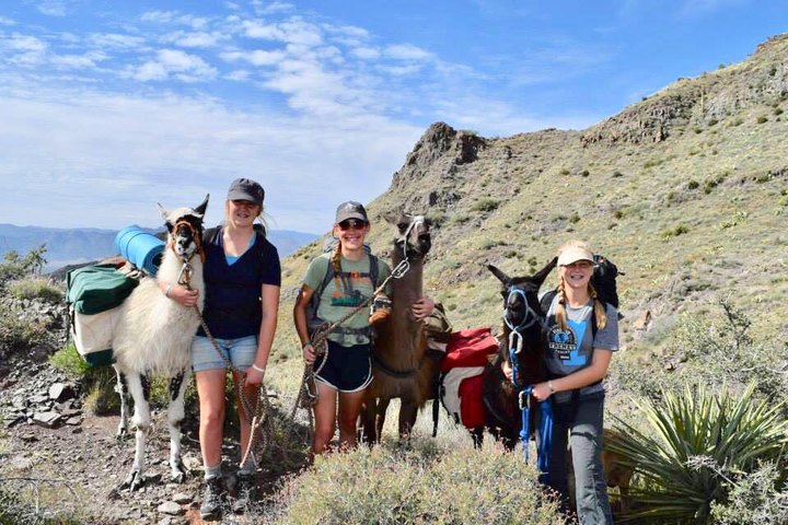 Hike With Llamas Through Rocks, Pines, And Lakes In Prescott, Arizona