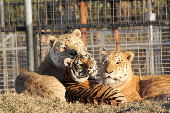 Dozens Of Tigers Rescued From The Zoo In Netflix's Tiger King Have Been Re-Homed In Colorado