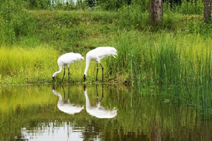 Wisconsin's International Crane Foundation Is The Only Place In The World Where You Can See All 15 Species Of Crane  