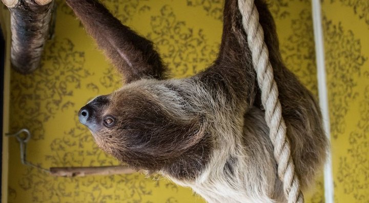 Mississippi's Hattiesburg Zoo Has A Sloth Cam...And It's As Great As You'd Expect