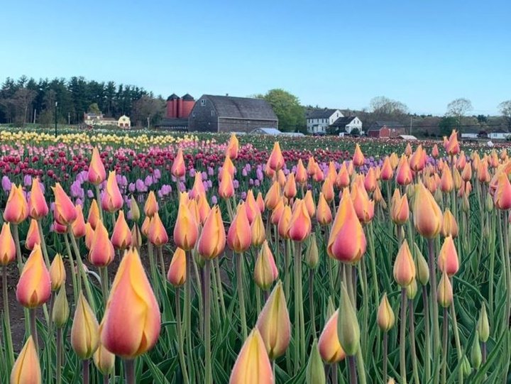 Wicked Tulips Flower Farm In Rhode Island Will Completely Transform When The Flowers Bloom This Spring