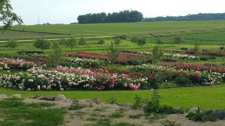 The Dreamy Peony Farm In Minnesota You'll Want To Visit This Spring