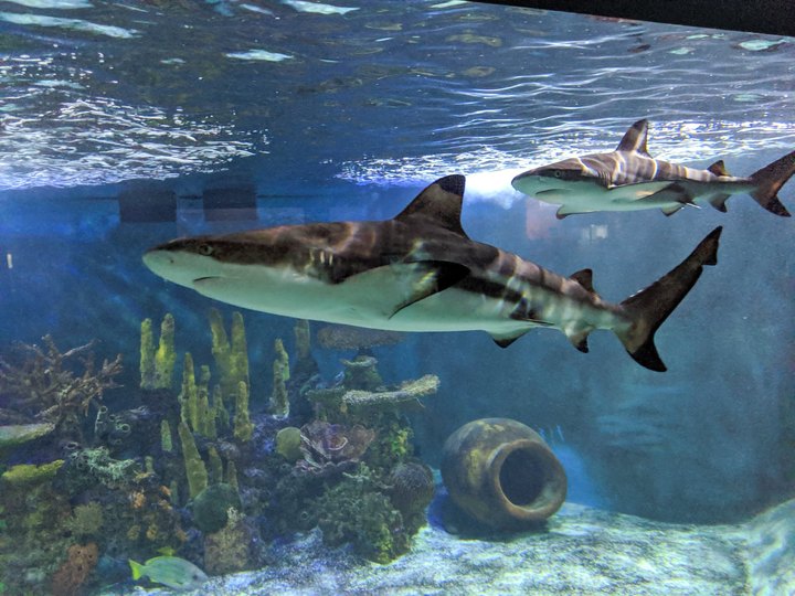 The Aquarium Of Niagara Near Buffalo Is Offering Free Livestreams Of Sharks, Penguins, Sea Lions, And More