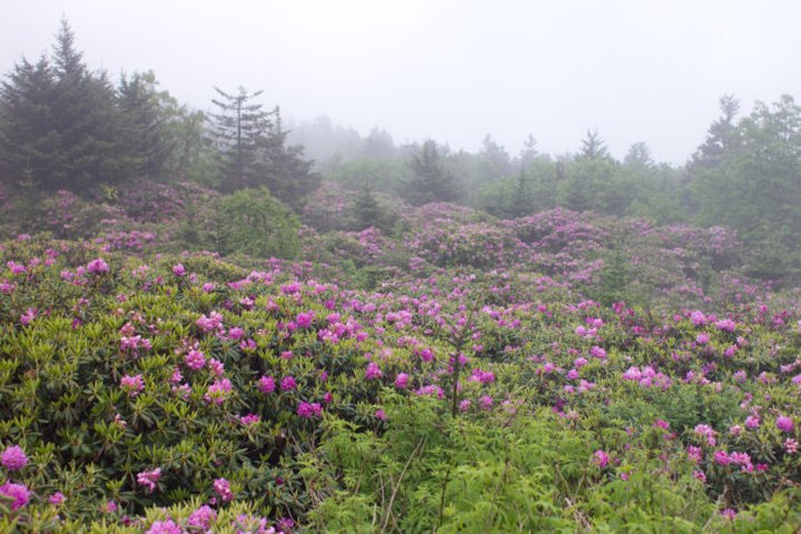 Roan Mountain In Tennessee Will Completely Transform When The Rhododendrons Bloom This Summer