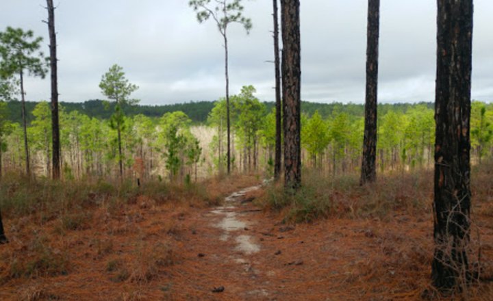 Explore 10 Miles Of Forest Hills On The Caroline Dormon Trail In Louisiana
