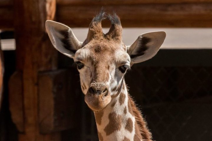 The Cheyenne Mountain Zoo In Colorado Is Offering Free Livestreams Of Giraffes