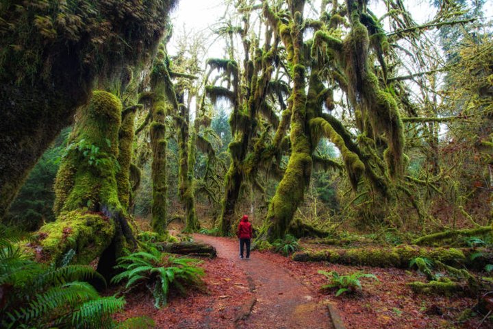 Hiking At The Hoh Rain Forest In Washington Is Like Entering A Fairytale