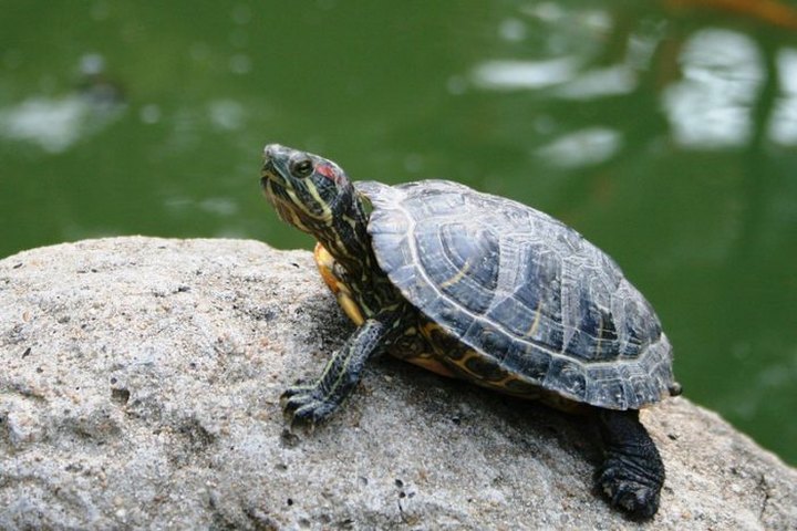 Prepare To Share The Road As Turtles Emerge From Hibernation Across West Virginia