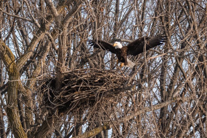 With More Than 700 Nests Reported In 2020, The Bald Eagle Is Officially Making A Comeback In Ohio