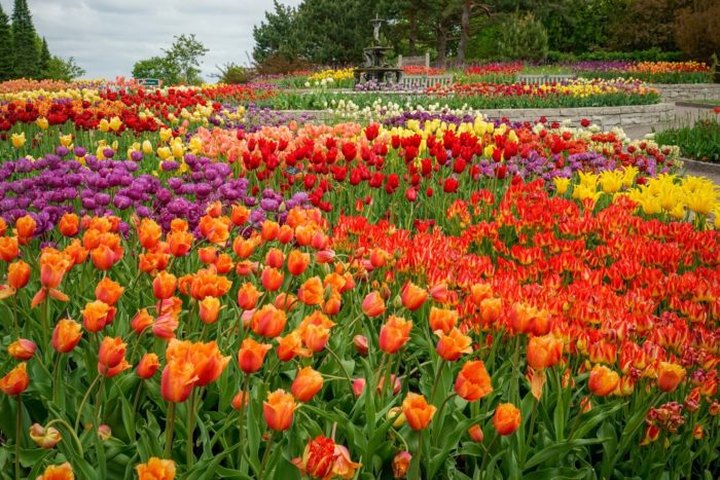 A Trip To Minnesota's Neverending Tulip Field Will Make Your Spring Complete