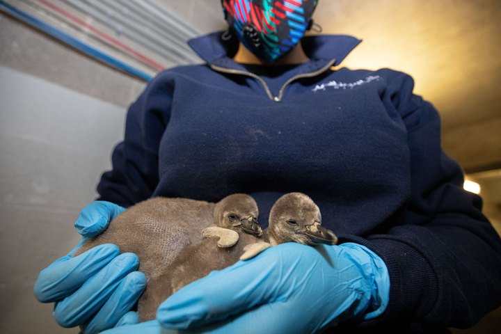 The Aquarium Of Niagara Just Experienced Its First Humboldt Penguin Hatching In 14 Years