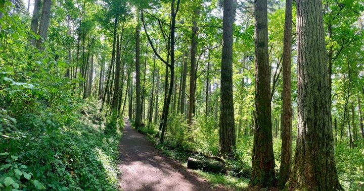 Explore 80 Acres On The Trails At Hendricks Park In Oregon