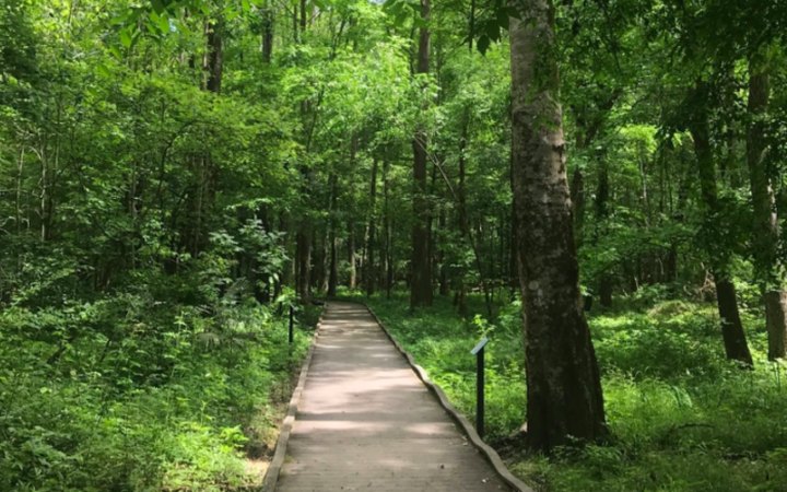 With A Nature Center And Boardwalk Trails, The Louisiana State Arboretum In Louisiana Is Downright Enchanting