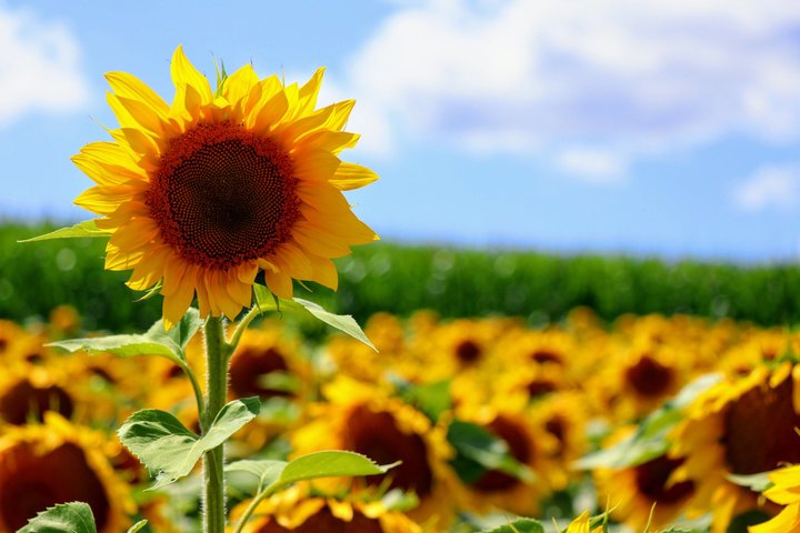 The Sunflower Festival At Creek Bed Country Farmacy In Wisconsin Is The Bright Spot Your Summer Needs