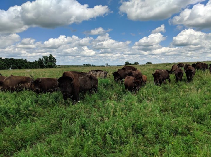 Travel To Blue Mounds State Park On Minnesota's Southwestern Prairie To See Where The Buffalo Still Roam