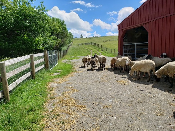 The Great Farm Sanctuary Tour Is Coming To Two New York Farms This Summer