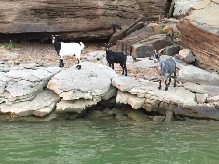 Kayak Out To Pettit Bay At Lake Tenkiller In Oklahoma To See An Island Filled With Goats