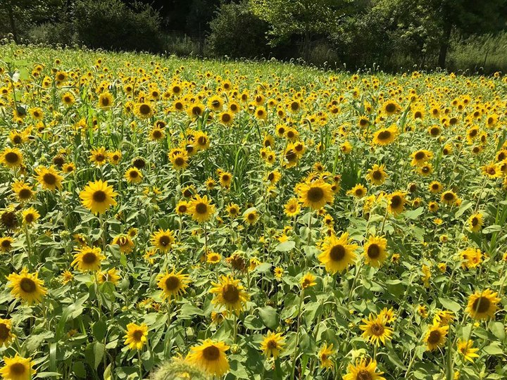Surround Yourself With Sunflowers At Black River Farms Winery In Pennsylvania