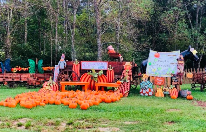 These 7 Awesome Farms And Orchards Are Hiding In Louisiana That You Need To Visit This Fall