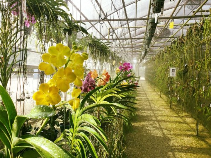 Visit The Stunning R.F. Orchids, The Oldest & Most Prestigious Orchid Farm In South Florida