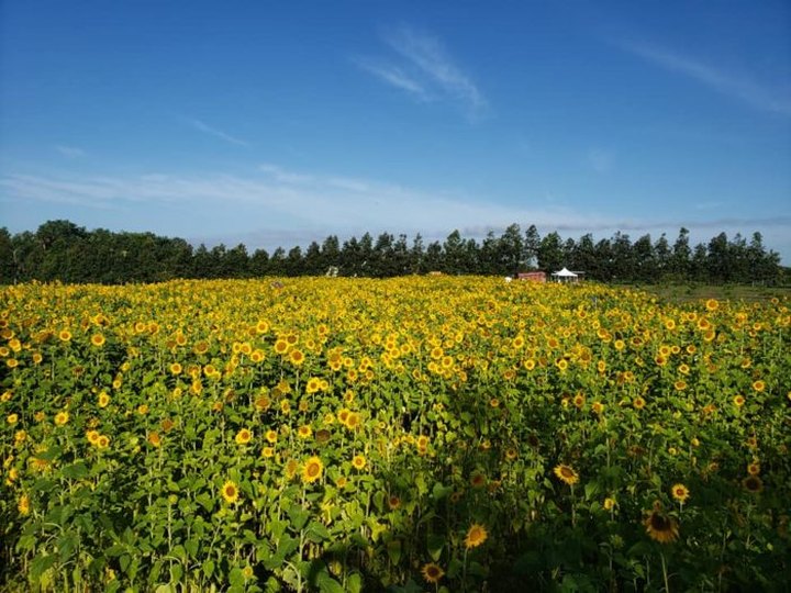 Surround Yourself With Sunflowers At Graham's U-Pick Farms In Florida