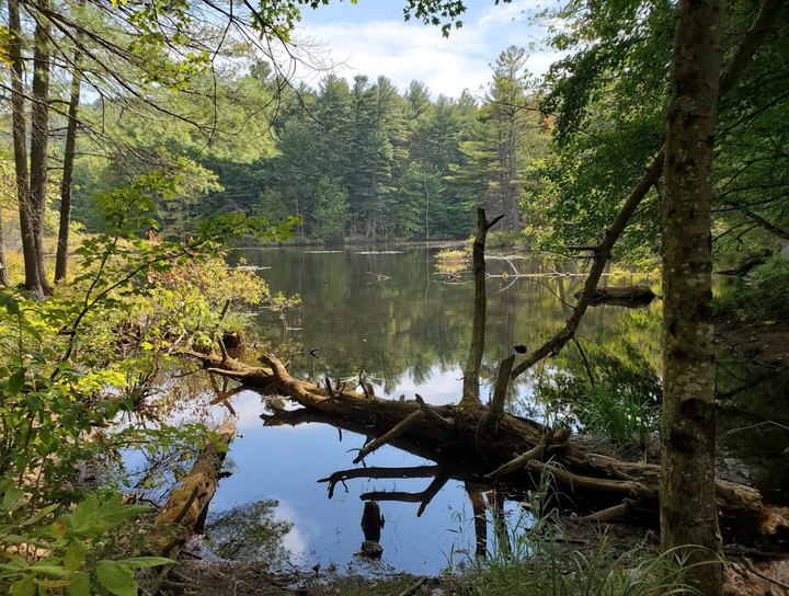 You'll Forget You're In New Hampshire On The Boulder Trail, An Easy Hike That Leads Through An Enchanted State Park