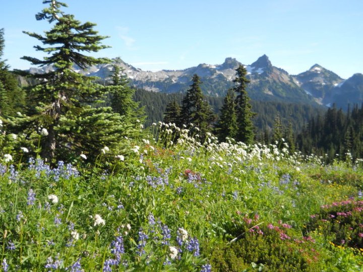 We Found The Best Spots To See Wildflowers At Mount Rainier National Park In Washington