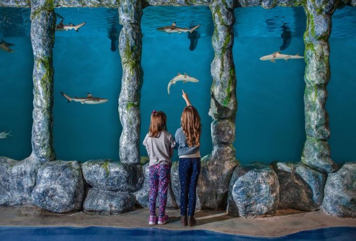 Oklahoma's Newest Aquarium, Blue Zoo, Is Located Inside A Mall And It's The Coolest Thing Ever