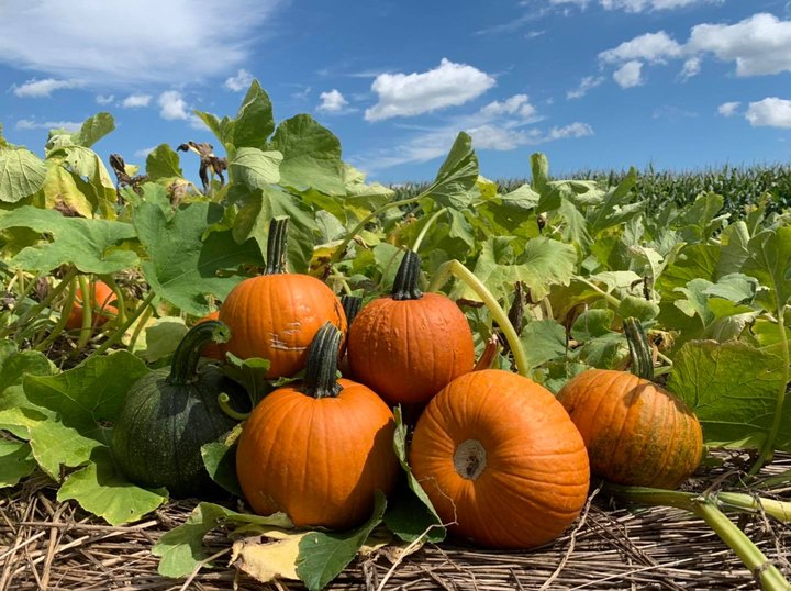 Nothing Says Fall Is Here More Than A Visit To Pennsylvania's Charming Pumpkin Farm