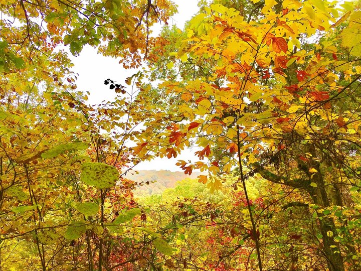 Wildflowers And Foliage Of All Colors Pave The Way On The Siltstone Trail In Kentucky