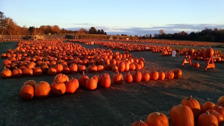 Pick Pumpkins And Drink Wine At Jones Family Farms, A Spectacular Destination In Connecticut