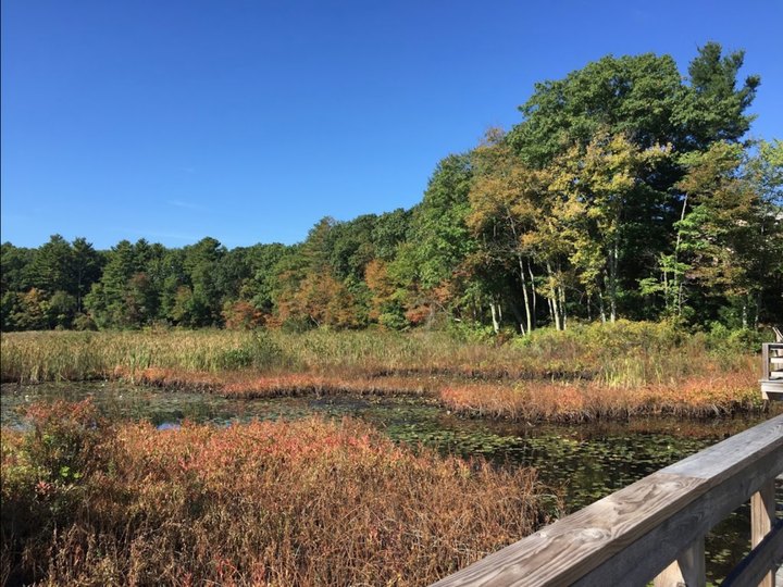 For A Simple But Gorgeous Hike Around A Beautiful Bog In Massachusetts, Take Cranberry Bog Loop