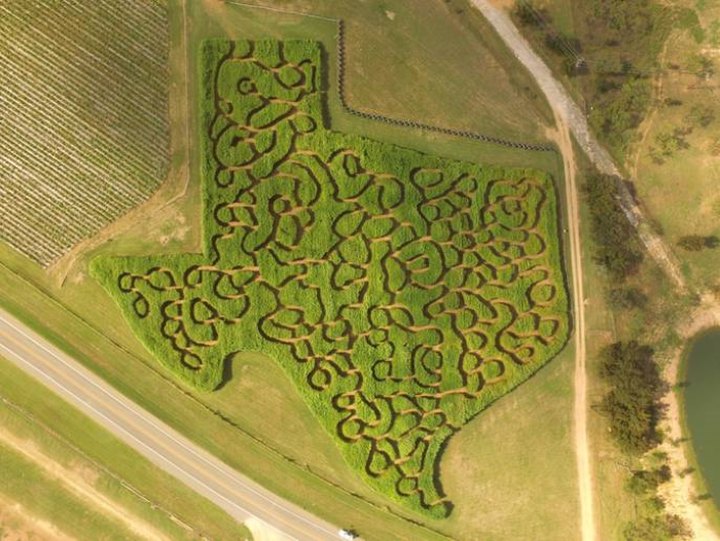 Nothing Says Fall In The Lone Star State Like The Texas-Shaped Corn Maze At Sweet Berry Farm