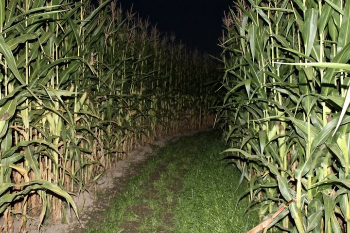 The Haunted New Salem Corn Maze In Michigan Is Frightfully Fun