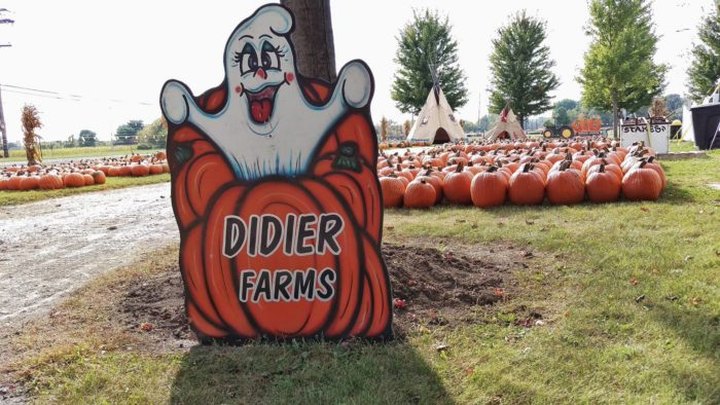 Treat Yourself To Some Of The Season's Best Pumpkin Donuts At Didier Farms In Illinois