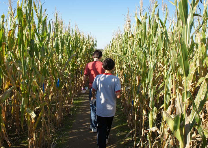 The Maybury Farm Corn Maze Near Detroit Is A Classic Fall Tradition