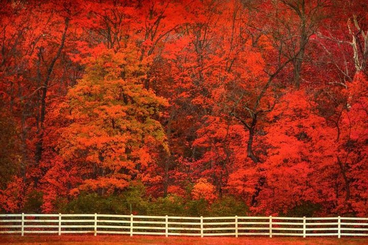 According To The 2020 Fall Foliage Prediction Map, Here's When You Can Expect The Colors To Peak In Your Part Of Missouri