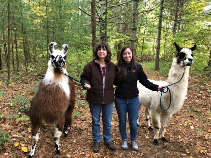 Hike With Llamas With Country Quilt Farm In Connecticut