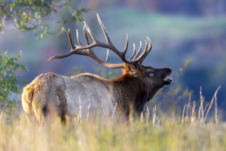 After A 150-Year Absence, Elk Are Back In West Virginia