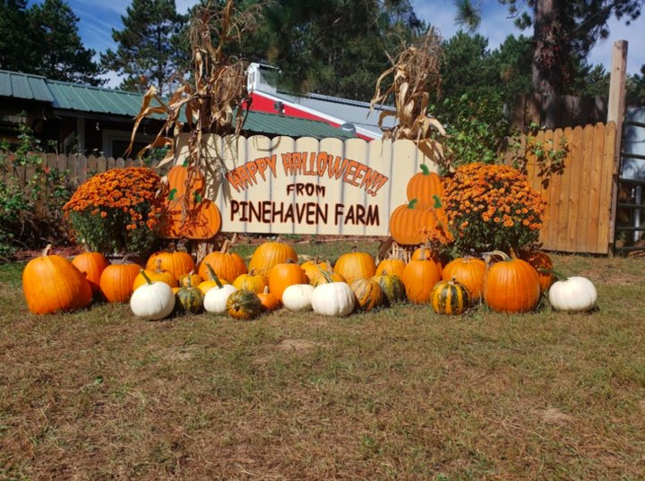 Have A Perfect Fall Day At Pinehaven Farm, Voted One Of The Best Pumpkin Patches In Minnesota