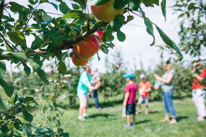 Royal Oak Farm Orchard In Illinois Is A Classic Fall Tradition