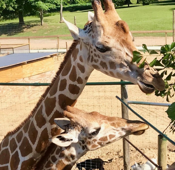 You Can Interact With Giraffes At McClain Resort In Mississippi