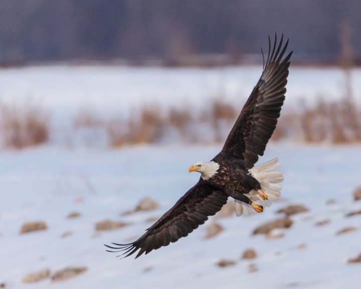 Hundreds Of Bald Eagles Visit The City Of Le Claire In Iowa Every Winter And It's A Sight To Be Seen