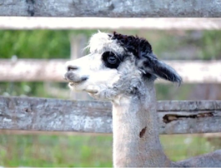 Embark On An Unforgettable Getaway At Bella Luna Alpaca Farm Cabin In Pennsylvania
