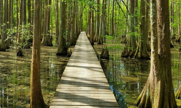 Feel Like You're Walking On Water When You Explore The Lake Chicot Loop Trail In Louisiana